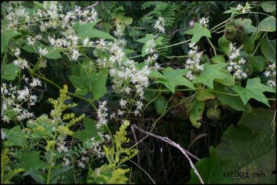 IMG_8169 Wild Cucumber.jpg