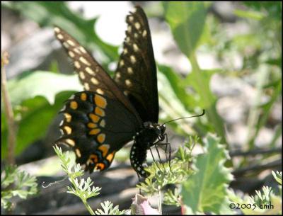 IMG_8238 Black Swallowtail laying eggs.jpg