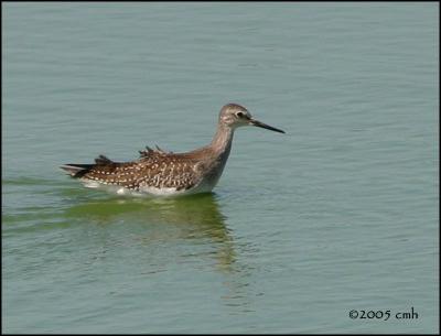 IMG_8249 Lesser Yellowlegs.jpg