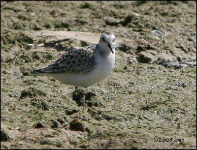IMG_8307 Sanderling.jpg