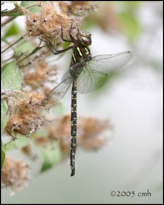 IMG_8471 Shadow Darner.jpg