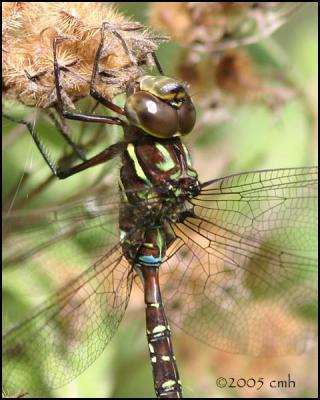 IMG_8477 Shadow Darner.jpg