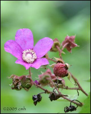 IMG_8480 Purple Flowering Raspberry.jpg