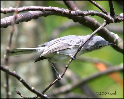 IMG_8484 Blue-gray Gnatcatcher.jpg