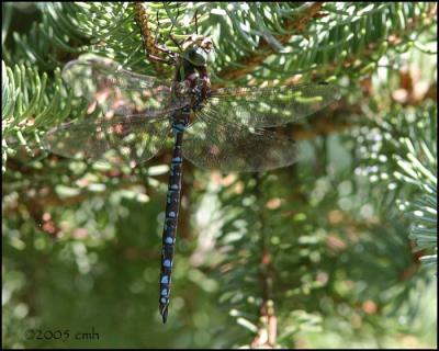 IMG_8513 Green-striped Darner.jpg