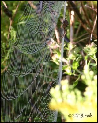 IMG_8522 Orb Weaver on web.jpg