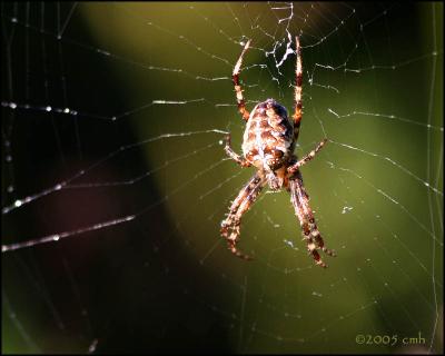 IMG_8528 Orb Weaver Spider.jpg