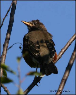 IMG_8531 American Robin.jpg