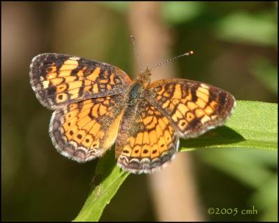 IMG_8618 Pearl Crescent.jpg