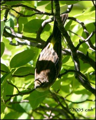 IMG_8623 Yellow-rumped Warbler.jpg