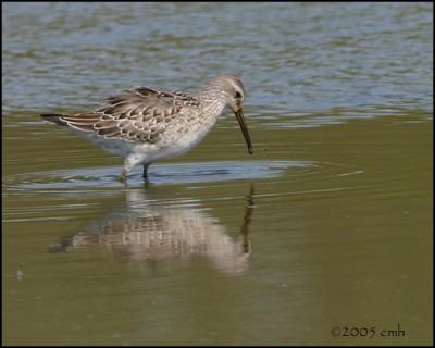 IMG_8713 Stilt Sandpiper.jpg