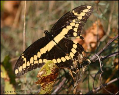 IMG_8796 Giant Swallowtail.jpg