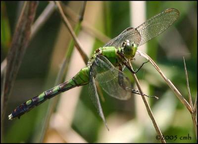 IMG_8814 Eastern Pondhawk female.jpg