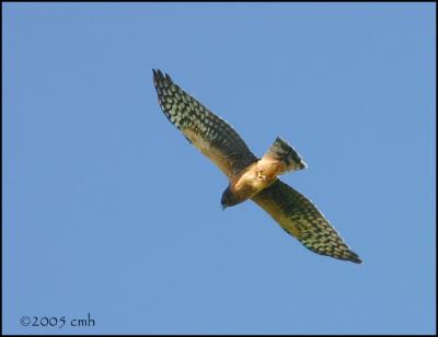 IMG_8961 Northern Harrier juv.jpg