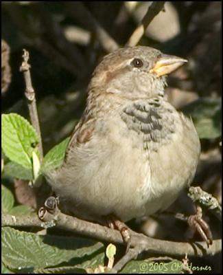 CRW_9130 House Sparrow .jpg