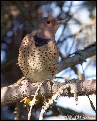 CRW_9145 Northern Flicker female.jpg