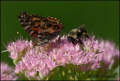 CRW_9174 American Lady and Bee.jpg