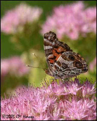 CRW_9177 American Lady.jpg