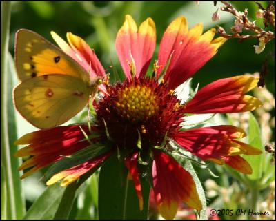 CRW_9189 Orange Sulphur.jpg