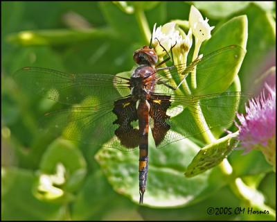 CRW_9192 Black Saddlebages.jpg