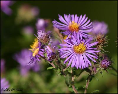 9213 Fall Asters.jpg