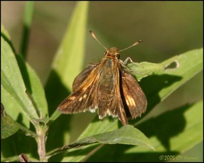 9218 Pecks Skipper.jpg