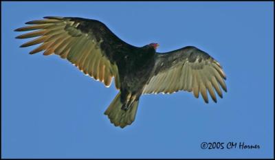 9268 Turkey Vulture.jpg