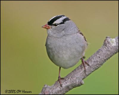 9279 White-crowned Sparrow.jpg