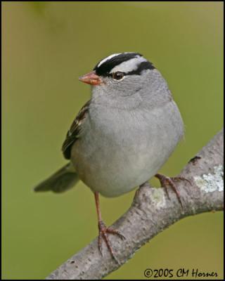 9293 White-crowned Sparrow.jpg