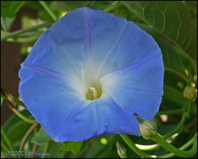 9312 Heavenly Blue Morning Glory.jpg