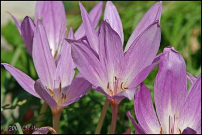9324 Fall Crocus.jpg