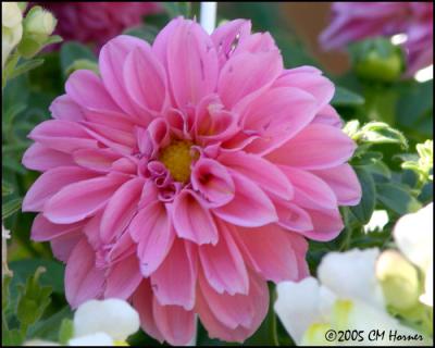 9325 Dahlia.jpg