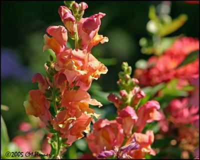 9326 Snapdragons.jpg