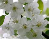 May Bride Crabapple 5282.jpg