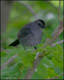 Gray Catbird 5373.jpg