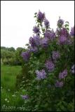 Lilac 5474.jpg