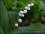 Lily-of- the-Valley 5676.jpg