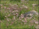 Prarie Smoke 5720.jpg