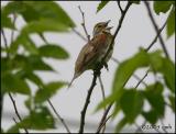 Dickcissel 5888.jpg