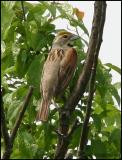Dickcissel 5896.jpg