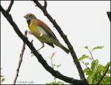 Dickcissel 5897.jpg