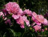 Pink Peony 5826.jpg