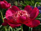 Red Peony 5813.jpg