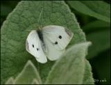 Cabbage White female 6112.jpg
