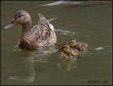 Mallard hen and ducklings 6127.jpg