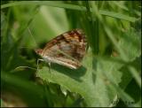 Pearl Crescent? female ventral 6227.jpg