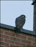 Peregrine Falcon adult 6259.jpg