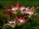 Lollipop Lily 6327.jpg