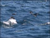 IMG_6489 Puffins Witless Bay.jpg