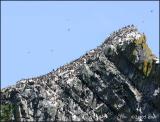 IMG_6518 Great Island Common Murres.jpg
